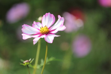 コスモス