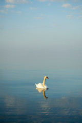 White swan swimming in the calm winter sea 
