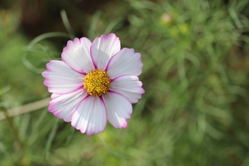 コスモス