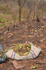Plántulas de agave antes de ser sembradas en la tierra