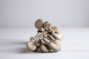 Fresh oyster mushrooms on a light background.