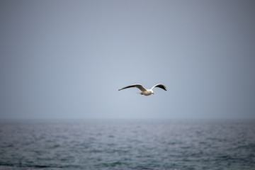 Fototapeta na wymiar Seagull flying over the sea in autumn in the fog