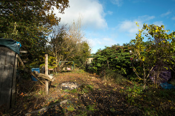 Untidy messy garden background
