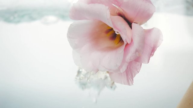 Wonderful soft pink rose immersed in crystal clear water. Large bubbles of air float near the flower. Close up view of nice flower. Fresh plant in purified liquid spa procedure.