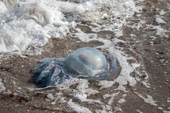 Beached by the sea a large jellyfish which is washed by waves