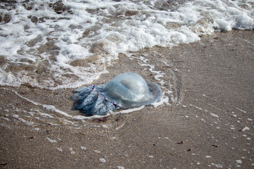 Beached by the sea a large jellyfish which is washed by waves