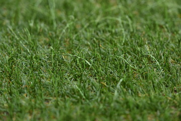 Naklejka premium grass nature green background meadow lawn relax naturallush gardening landscape