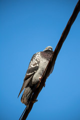 The pigeon sits on a thick black wire and looks into the photographer's lens