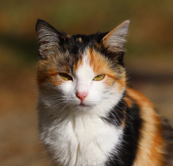 Portrait of a multicolored kitten on a blurred dark background
