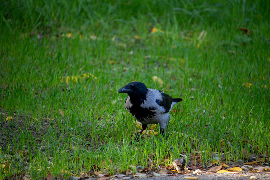 A raven searches for food in green grass - photo taken in a park by the sea in autumn