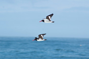 Couple of oyster catchers on flight