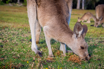 A kangaroo eating grass in the wild in Coombabah Queensland 