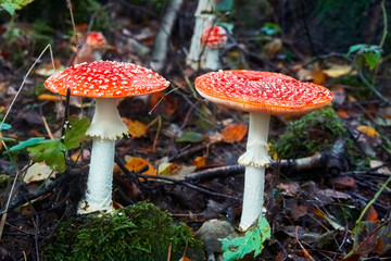 Beautiful poisonous fly agaric in the forest. Close-up.