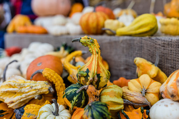 Pumpkins stacked in Lachine market being sold for halloween, Quebec, Canada.
