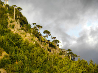 trees in mountain