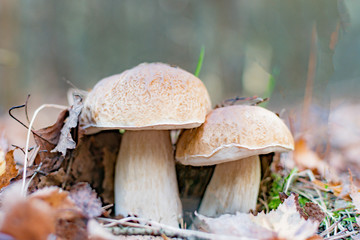 Mushrooms in the autumn forest