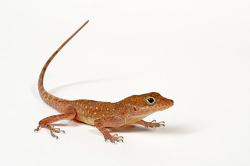 Dominica-Anolis (Anolis oculatus) - Dominican anole / eyed anole