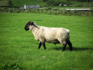 Obraz premium Irish sheep on a green meadow with a farm in the background