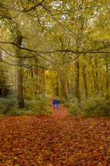 Fototapete Herbst in Holland © Manfred Grund