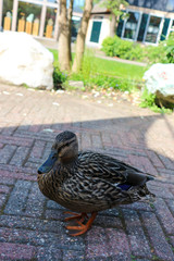 duck in the park on stone pavement close up 