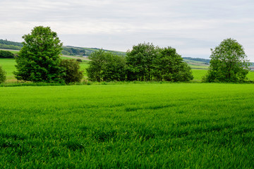 Scottish landscape with green wheat field and trees in a cloudy summer day in Scotland, United Kingdom, photographed with soft focus