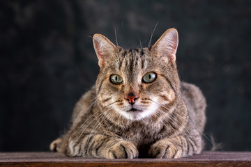 Portrait of a short-haired gray cat with a big wide face on a black isolated background. A big cat.