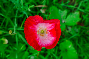 Red beautiful poppy flower on a background of green leaves. On a summer day.