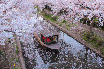 京都　伏見　十石船と桜