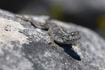 The lizzard