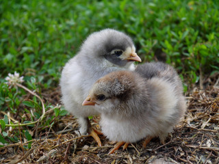 chicken, bird, small, cute, feathered, chicken, chickens, cubs,