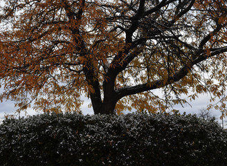 Fall Winter Bush Tree