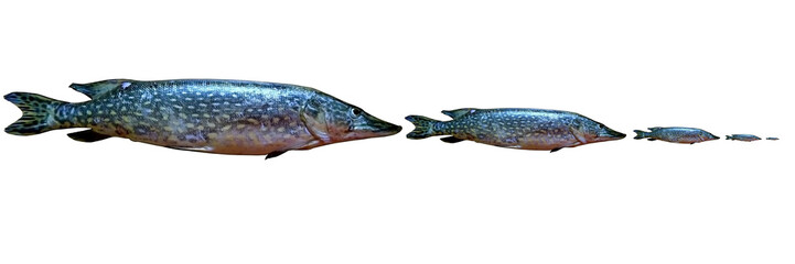 Live river pike on a white background. Isolated. Freshwater fish. Hunting predatory fish.