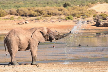The elephant with water