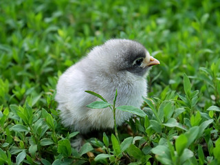 chicken, bird, small, cute, feathered, chicken, chickens, cubs,