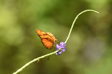 The butterfly