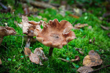 Autumn moments
