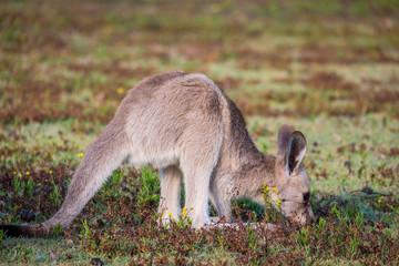 Joey in the wild in Coombabah Queensland 
