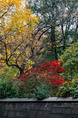 Fall foliage color of Central Park in Manhattan