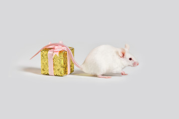 The mouse is a symbol of the new year 2020. A white mouse sits on a golden gift box on a white...