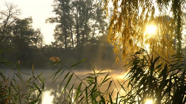 Sunrise on the riverbank. Landscape with reeds on first plan and warm sun through trees and smoke on the river.