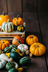 Varieties of pumpkins and squashes collection. View of squash and pumpkins for Halloween 