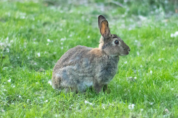 A rabbit in the garden