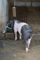 Small Pink & Black Pig Eating in Enclosure 6917-042