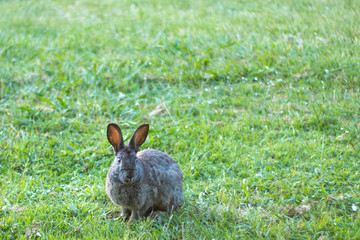 A rabbit in the garden