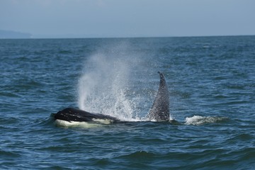 Orca in the water