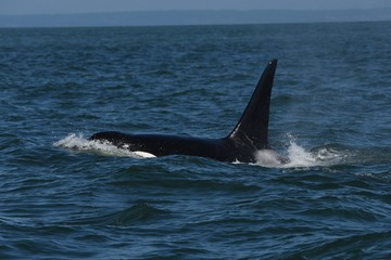 Orca in the water