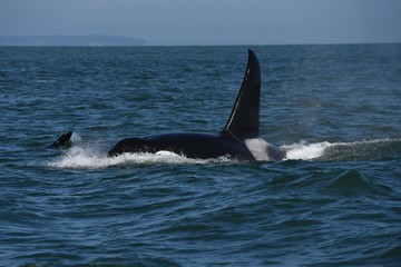 Orca in the water