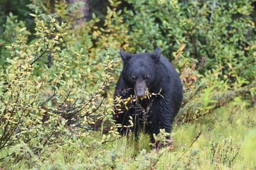 Black bear eating berries
