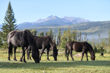 The horses under the mountain