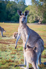 Naklejka na ściany i meble A mother and joey in the wild in Coombabah Queensland 